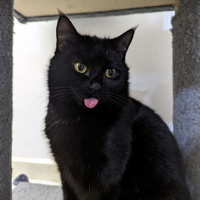 Photo of Raven Sta011383