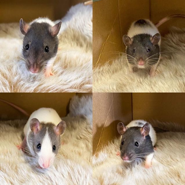 Photo of Lark & Larry 