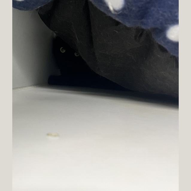 Photo of Ember