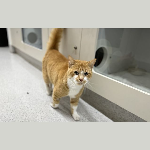 Photo of Bently