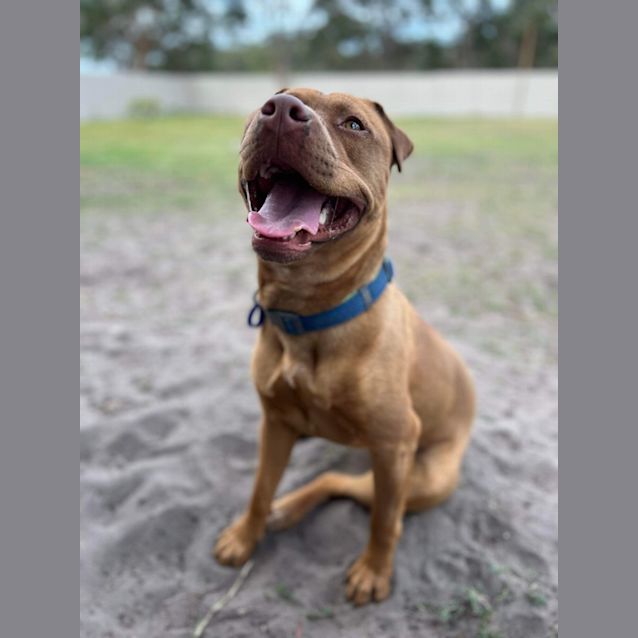 Photo of Niva   2 Year Old American Staffy X (Trial)