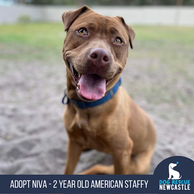 Photo of Niva   2 Year Old American Staffy X (Trial)