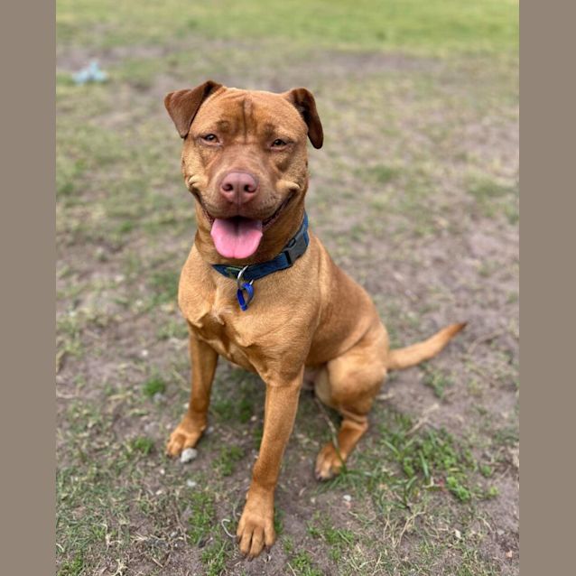 Photo of Niva   2 Year Old American Staffy X (Trial)