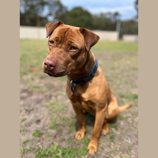 Photo of Niva   2 Year Old American Staffy X (Trial)
