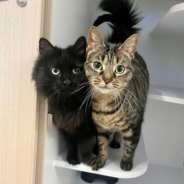 Photo of Susie & Ally