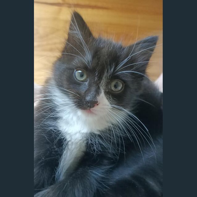 Photo of Ash
