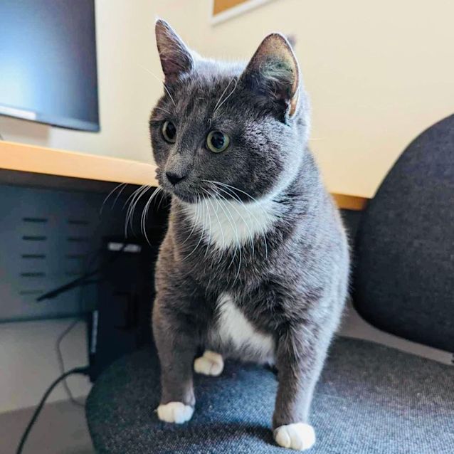 Photo of Gyoza   Located In Roxburgh Park