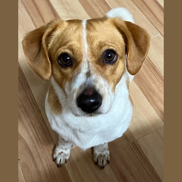 Photo of Pippa