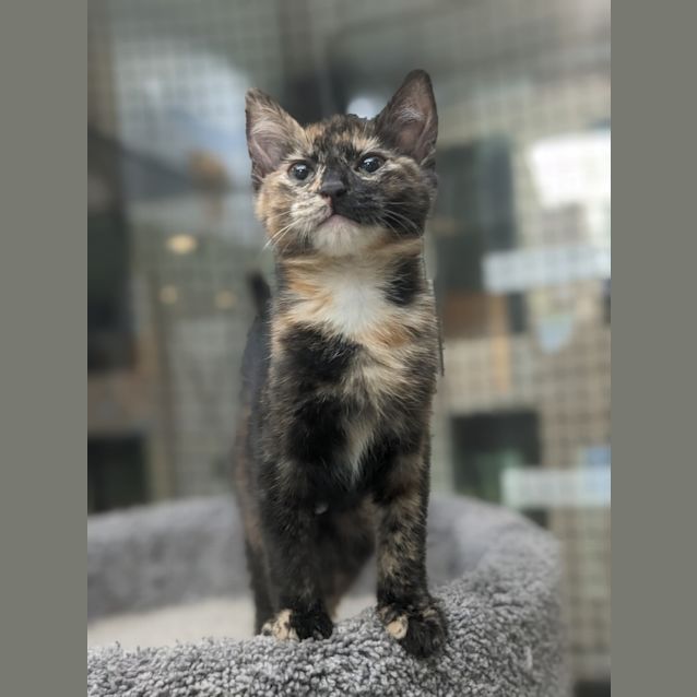 Photo of Maple