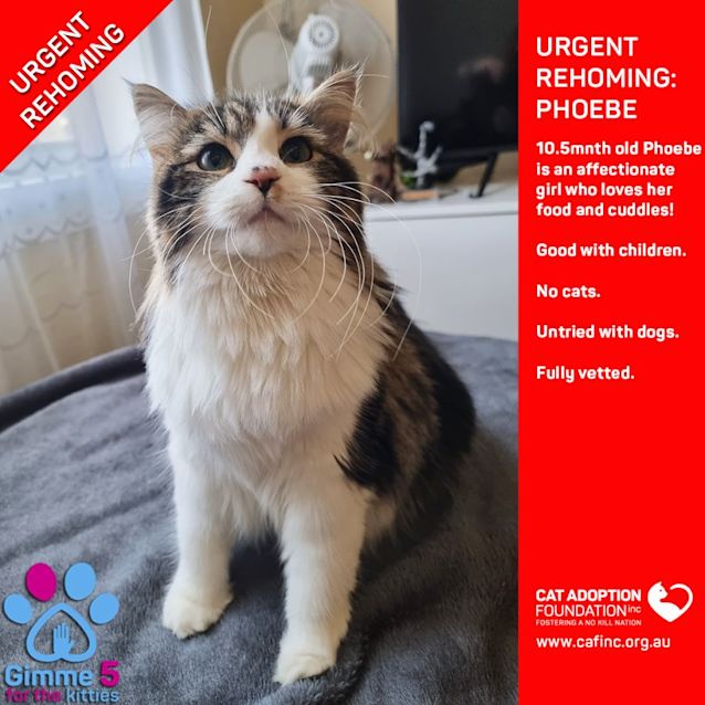 Photo of Phoebe Private Rehoming No Charge!