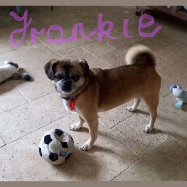 Photo of Frankie 