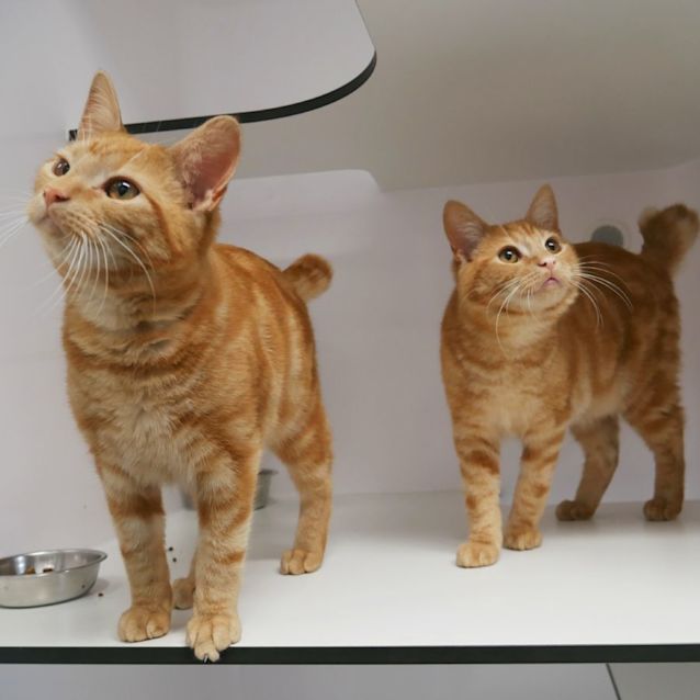 Photo of Tellie & Tubbie