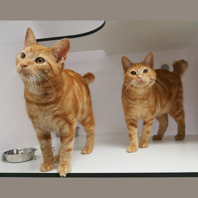 Photo of Tellie & Tubbie