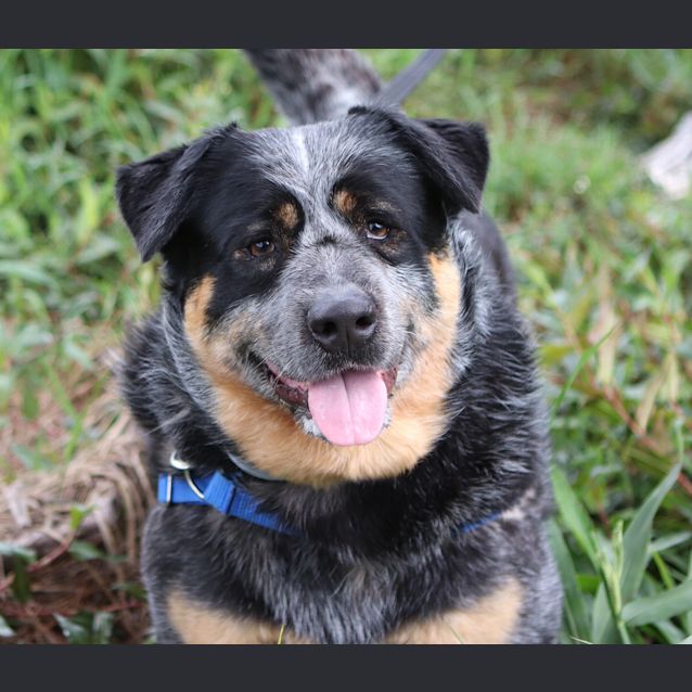 Photo of Bronson