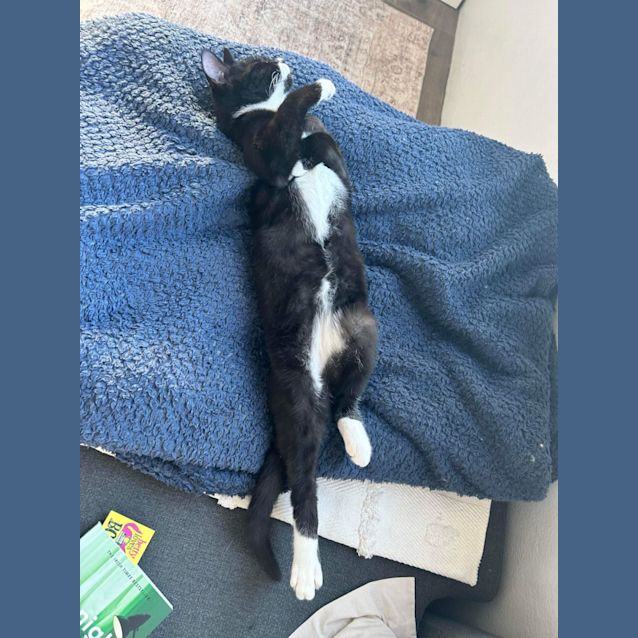 Photo of Smudge   4 Month Old Domestic Short Hair (Trial)