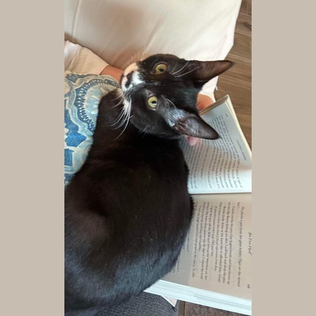 Photo of Smudge   4 Month Old Domestic Short Hair (Trial)