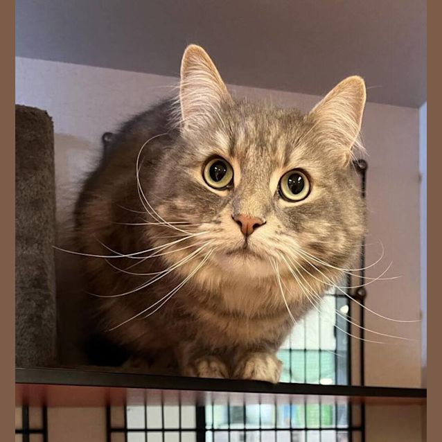 Photo of Ollie