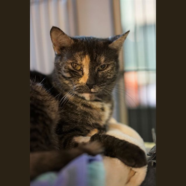 Photo of Latte