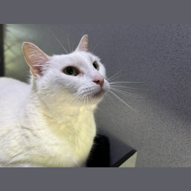 Photo of Snowball