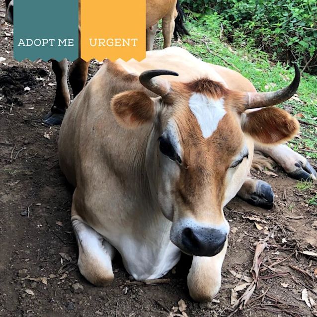 Photo of Poppy & Romeo