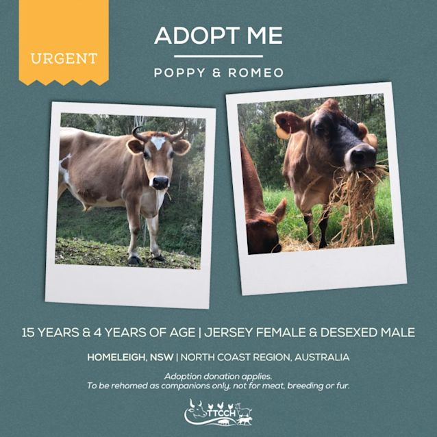 Photo of Poppy & Romeo