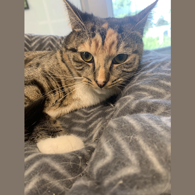 Photo of Tiger