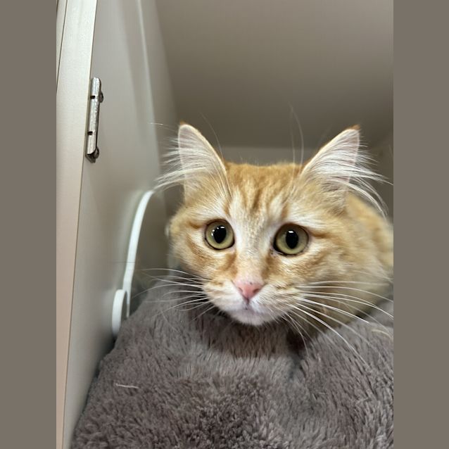 Photo of Juniper
