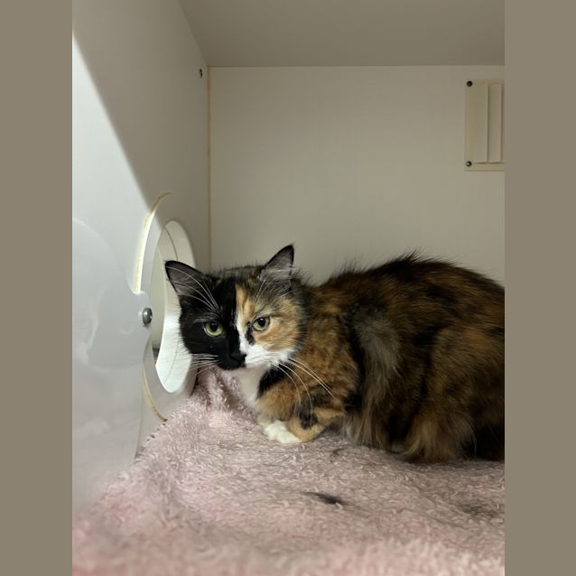 Photo of Luna