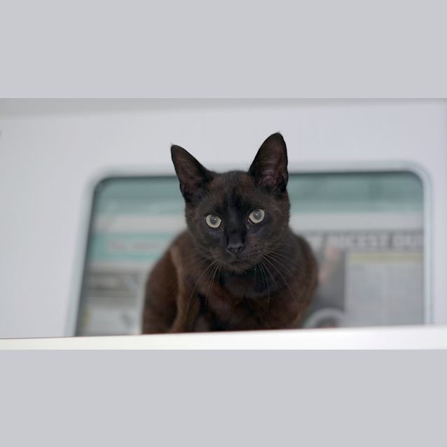 Photo of Mousse
