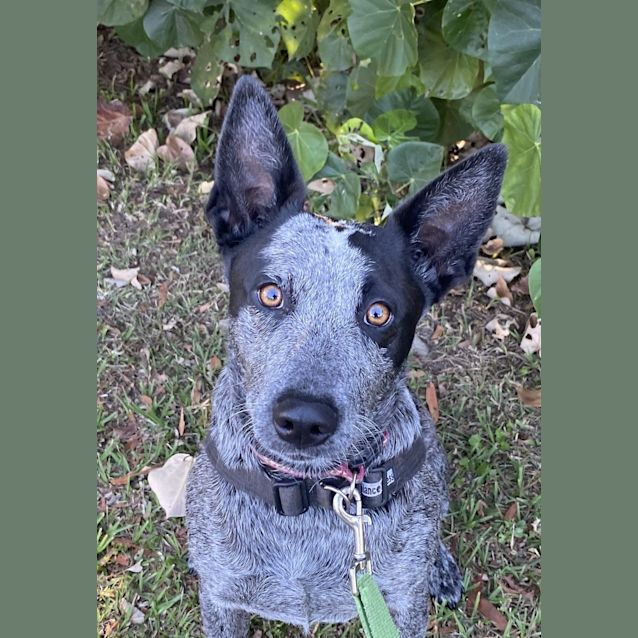 Photo of Bella
