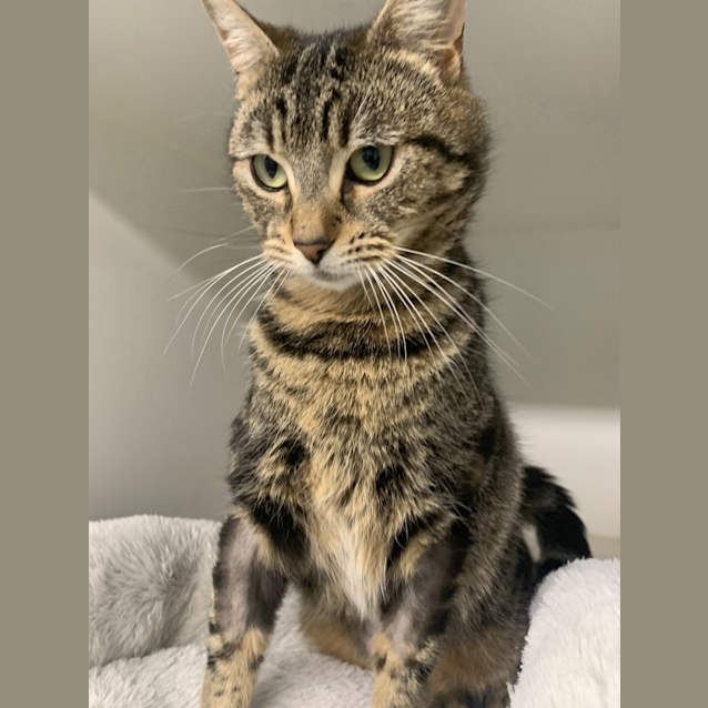 Photo of Nala