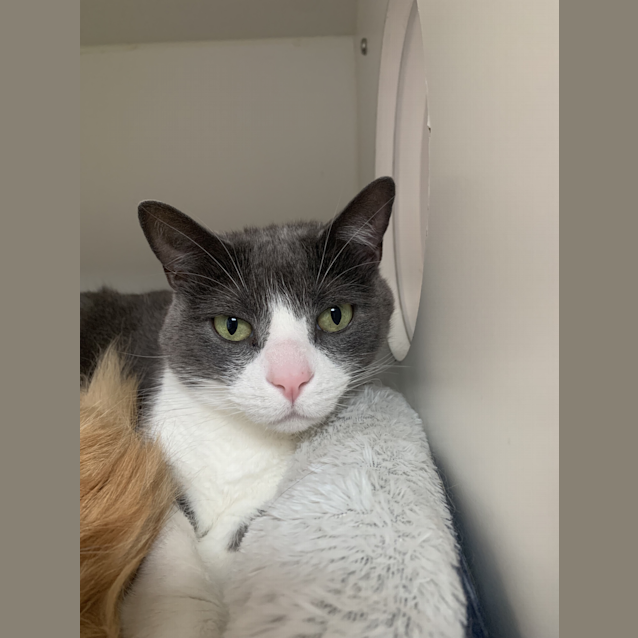 Photo of Sox