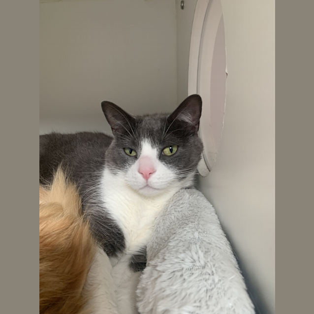 Photo of Sox