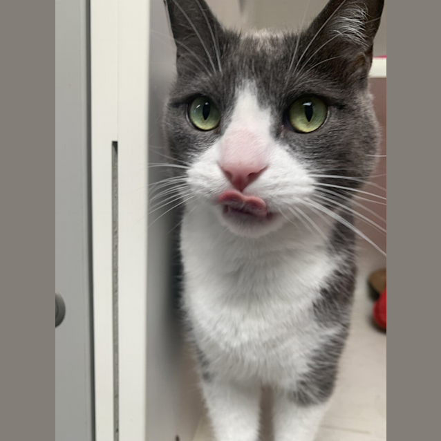 Photo of Sox