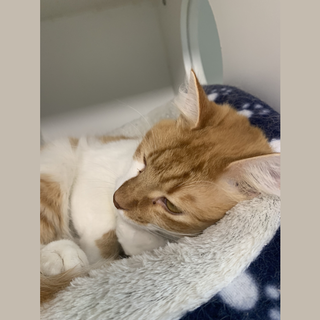Photo of Cheddar 