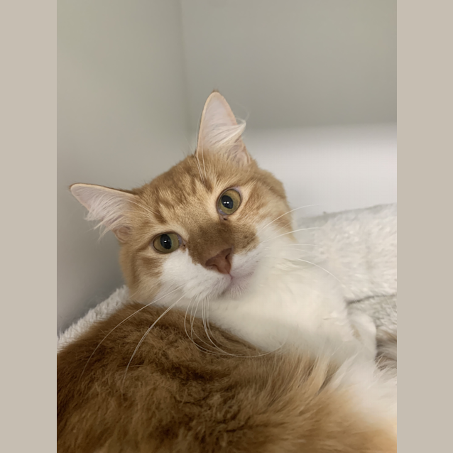 Photo of Cheddar 