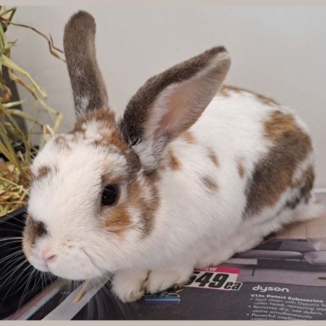 Photo of Albert
