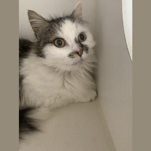Photo of Milli