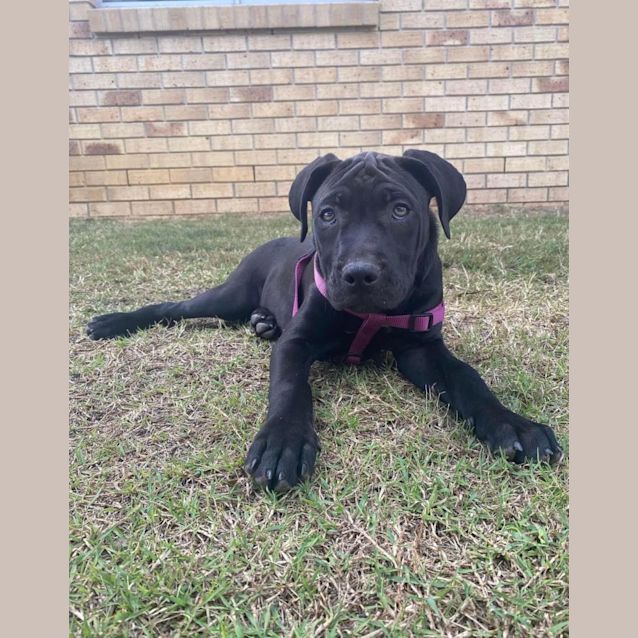 Photo of Pickle