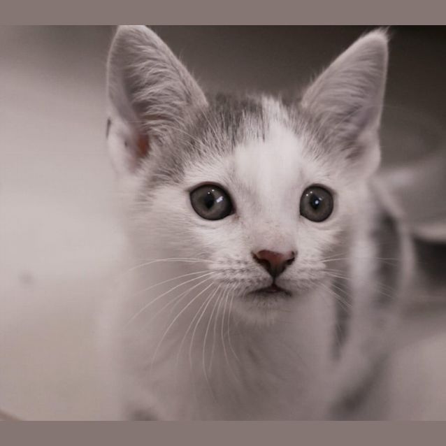 Photo of Fudge