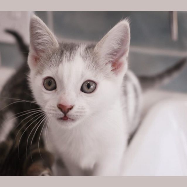 Photo of Fudge