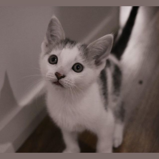 Photo of Fudge