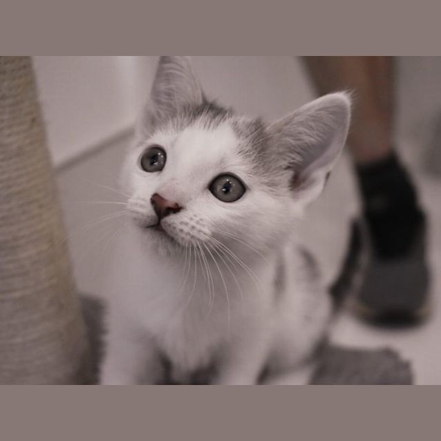 Photo of Fudge