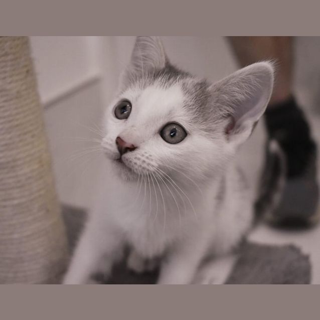 Photo of Fudge