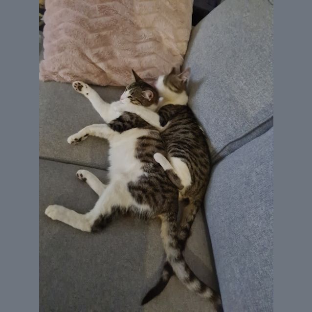Photo of Archie / Cooper