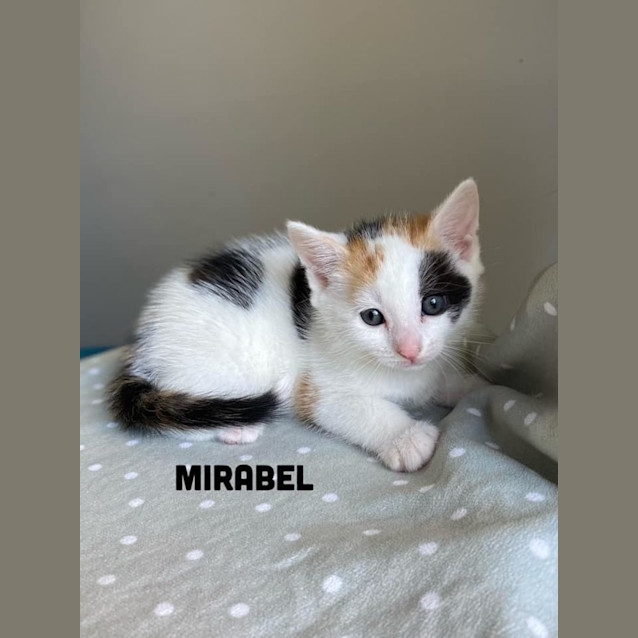 Photo of Mirabel