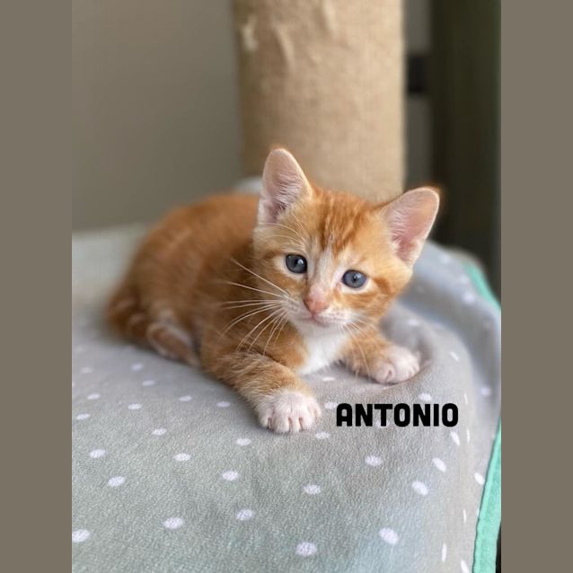 Photo of Antonio