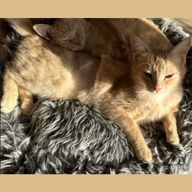 Photo of Butterscotch & Maple 