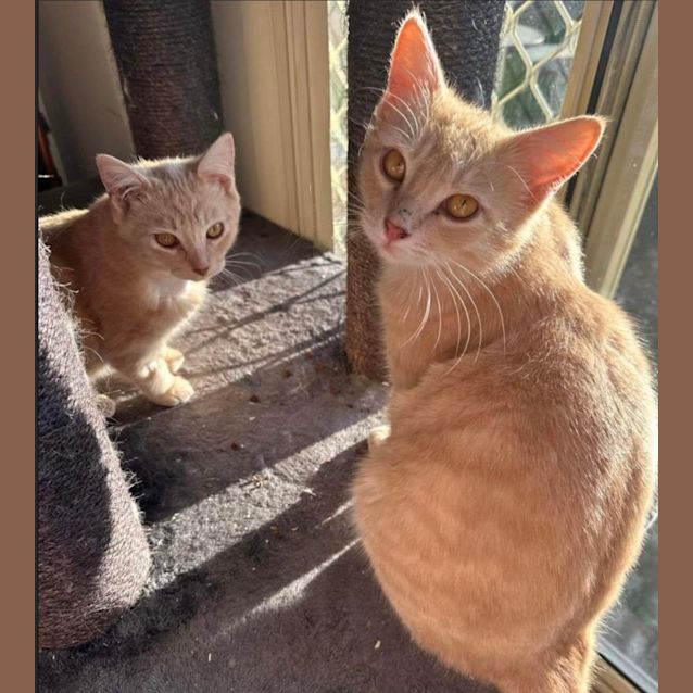 Photo of Butterscotch & Maple 