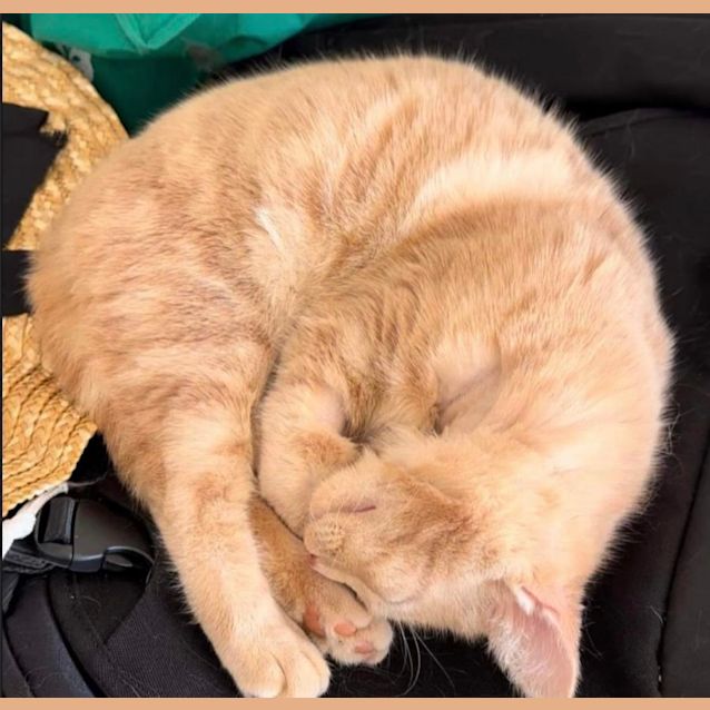 Photo of Butterscotch & Maple 